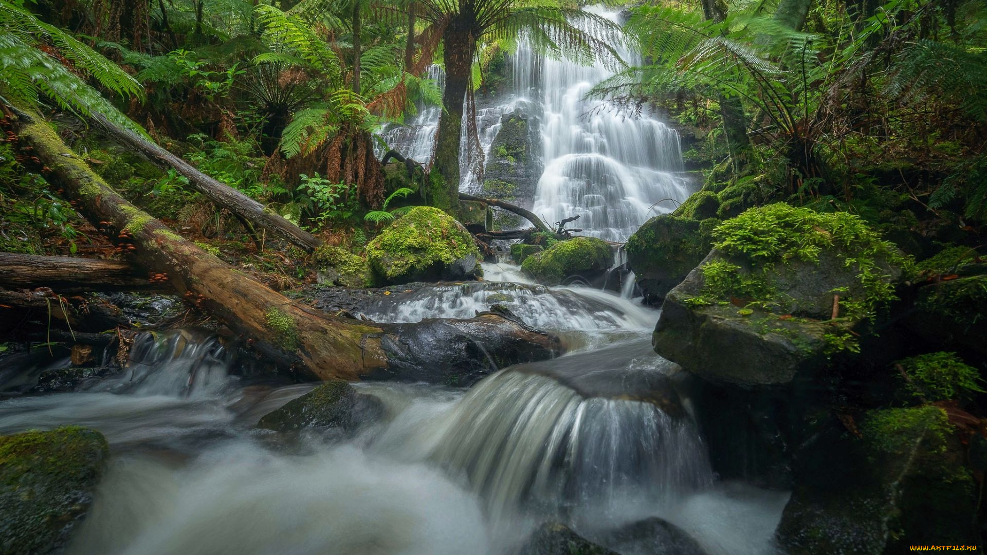 henderson falls, great otway np, victoria, australia, , , henderson, falls, great, otway, np